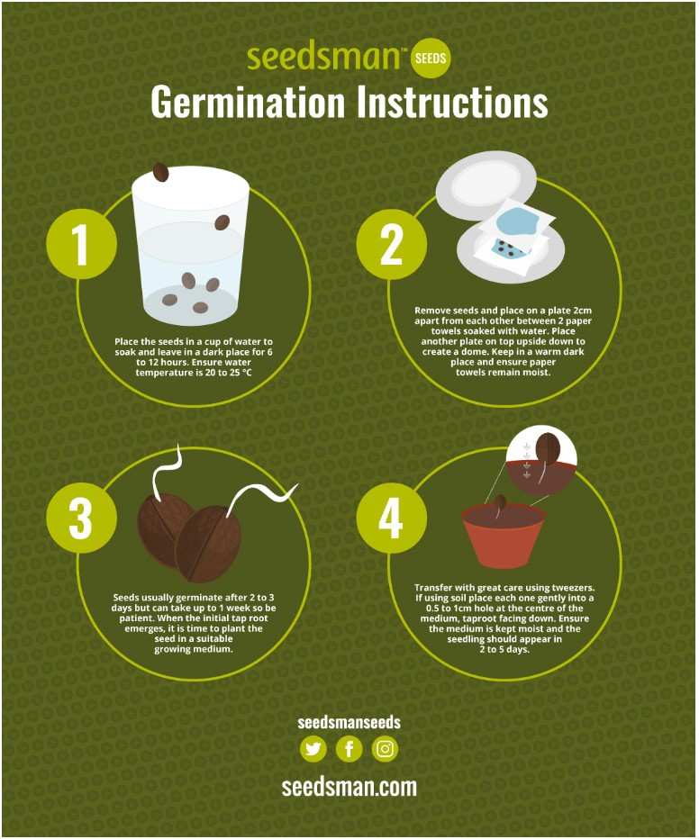 How to Start Seeds & Germinating Seeds