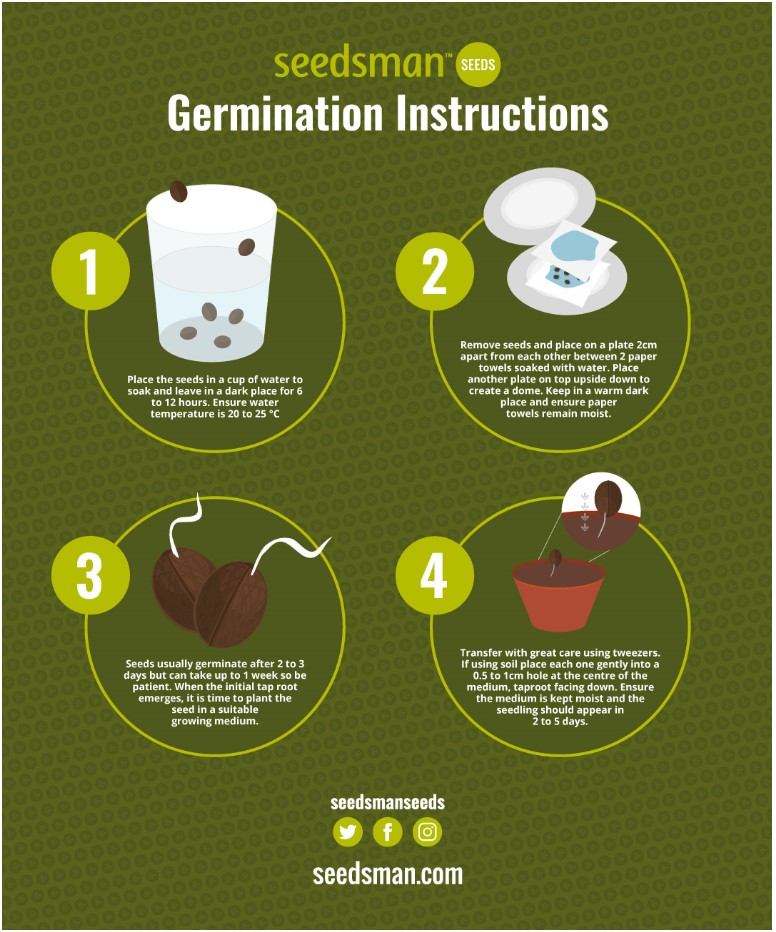 How should I germinate or start my seeds? – Seedsman Support Center